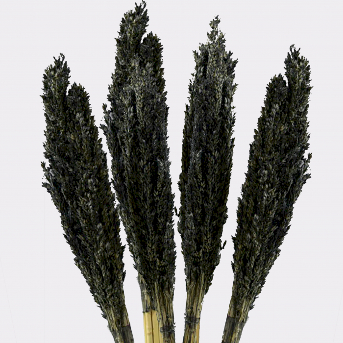 Cantal Grass Bunch - Black - 6 Piece (CGB-10)